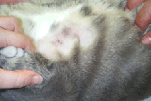 Abscesses from Bite Wounds 2