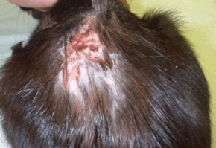 Abscesses from Bite Wounds 4