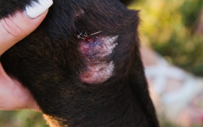 Abscesses from Bite Wounds