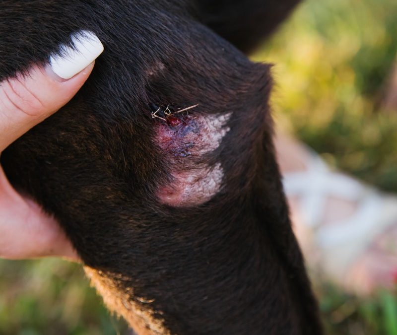 Abscesses from Bite Wounds post img