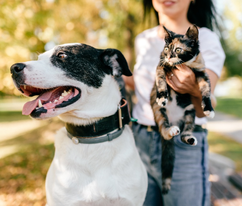 Alternative Diets For Dogs And Cats North Avenue Animal Hospital