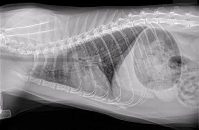Asthma in Cats image