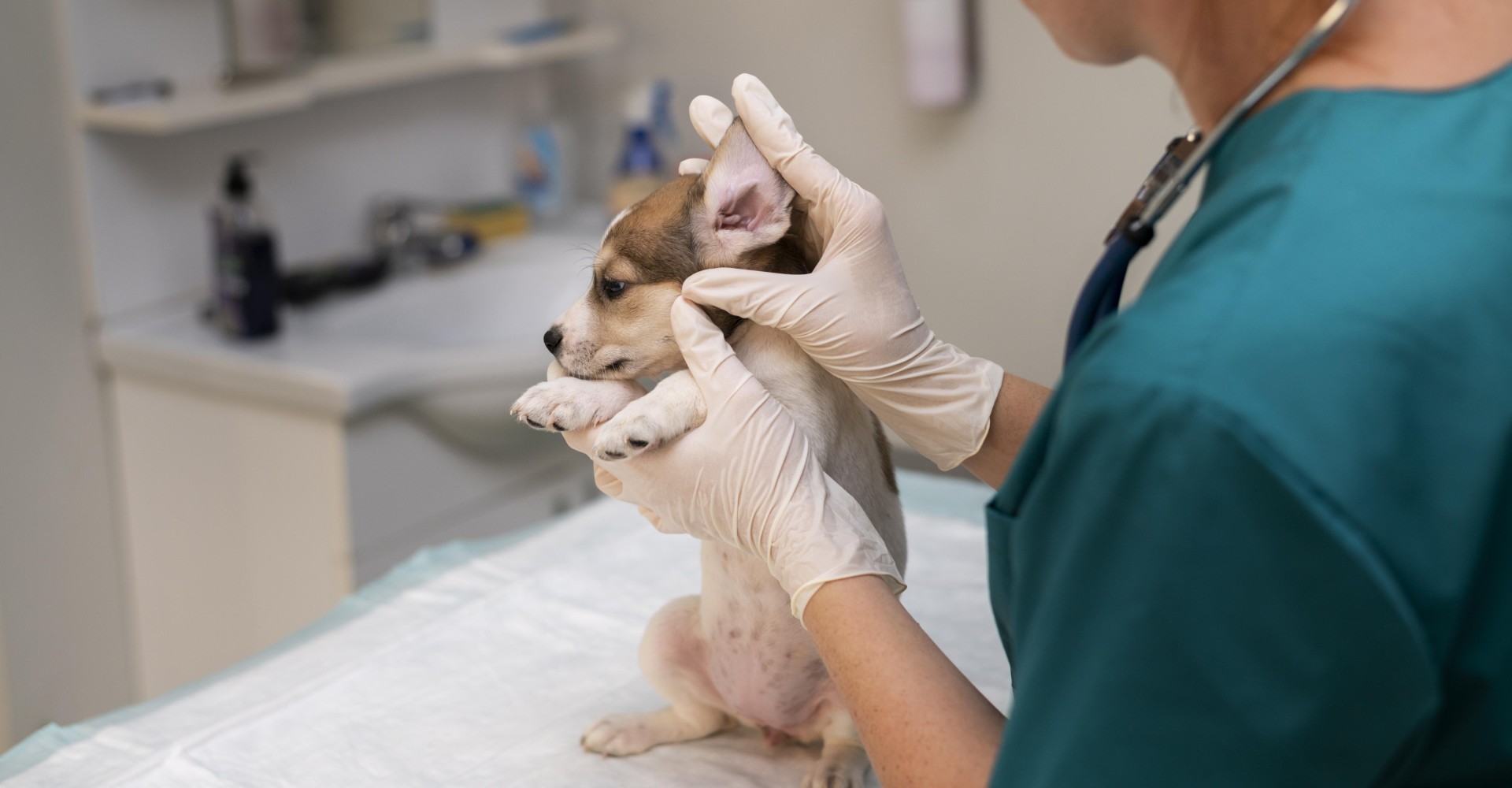 Pet Oral Surgery In Chicago, IL North Ave Animal Hospital