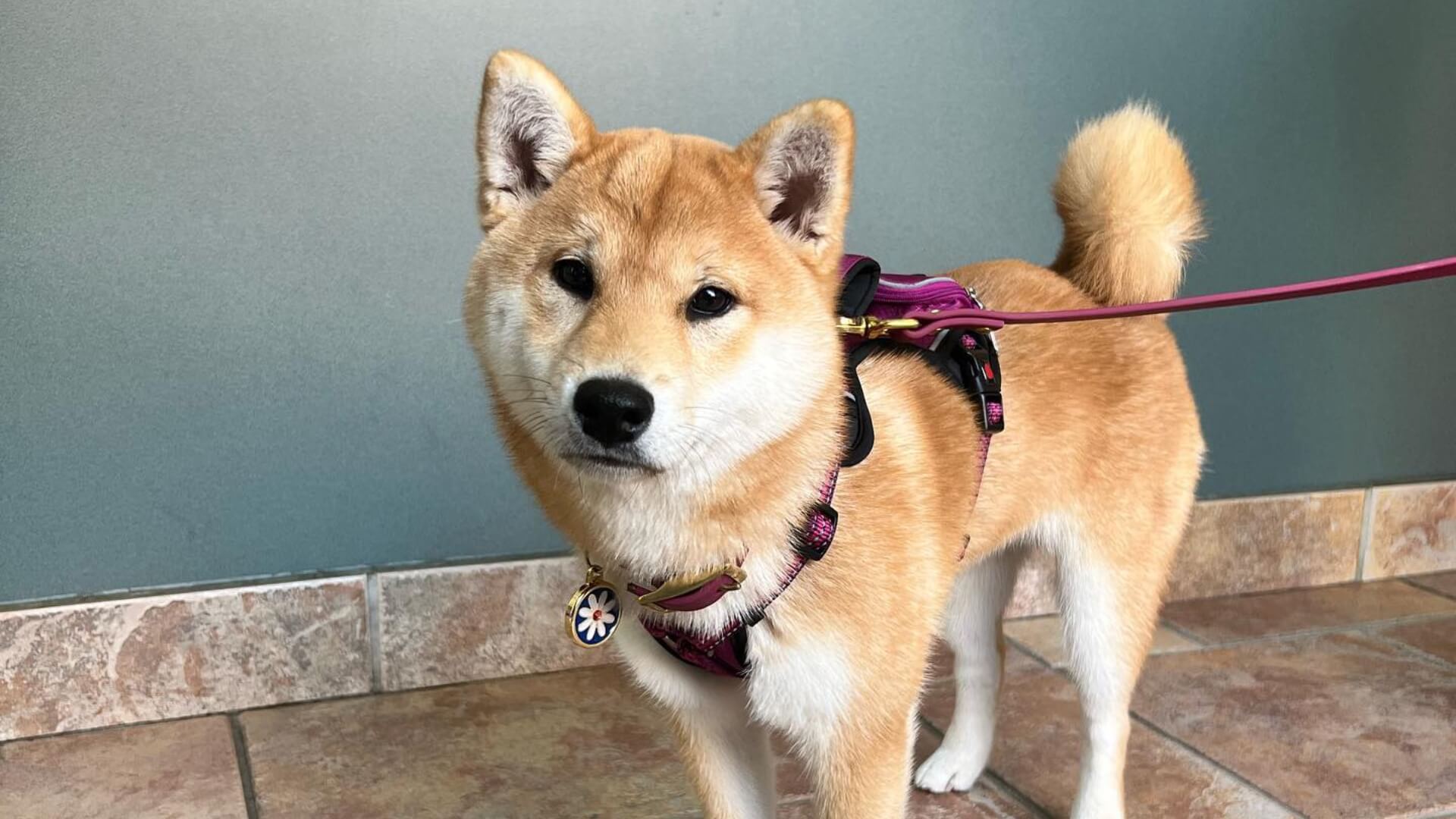 About North Avenue Animal Hospital Vet In Chicago, IL