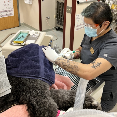 pet dental examination service image