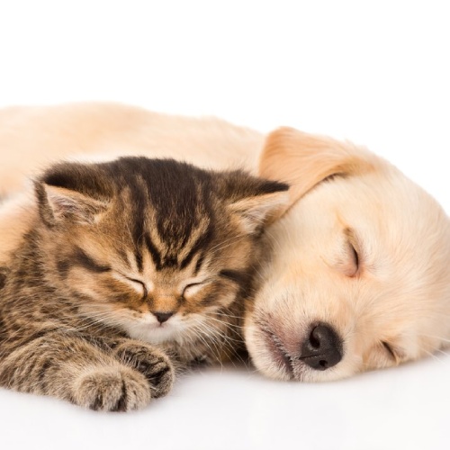 puppy & kitten care service img