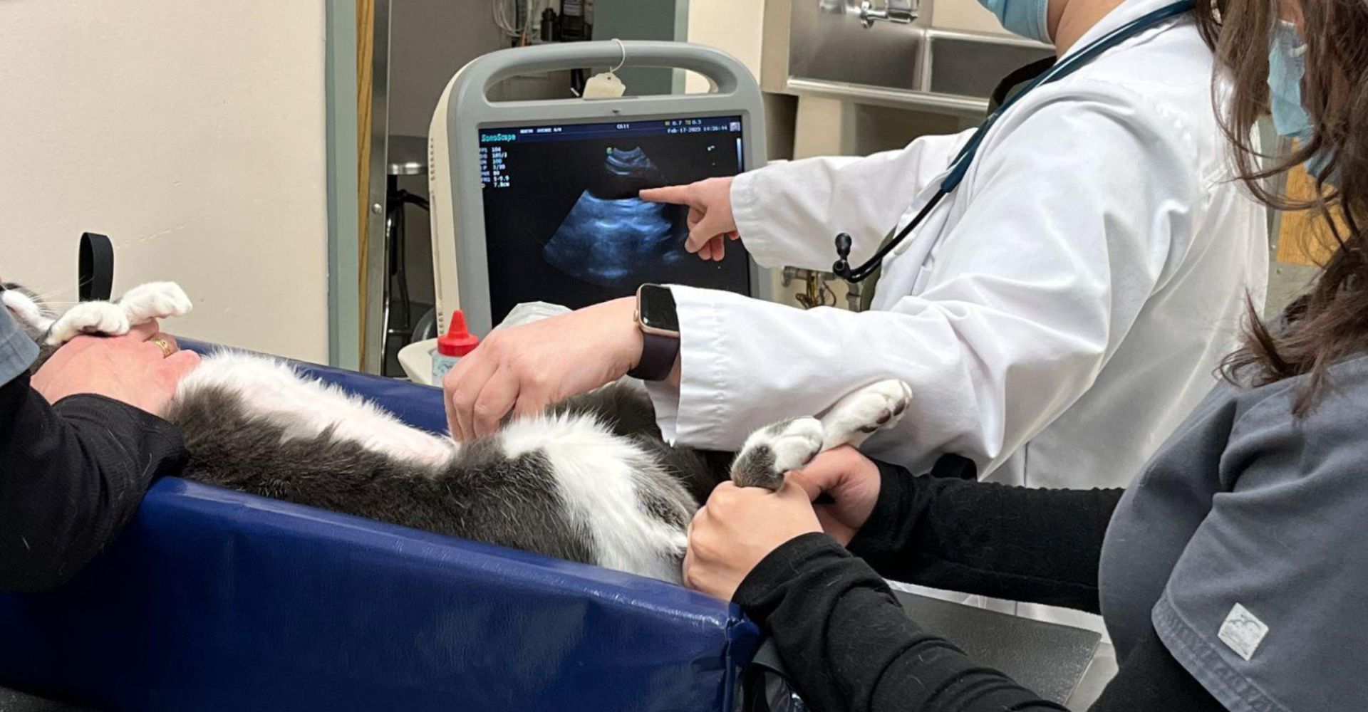 Pet Emergencies North Avenue Animal Hospital