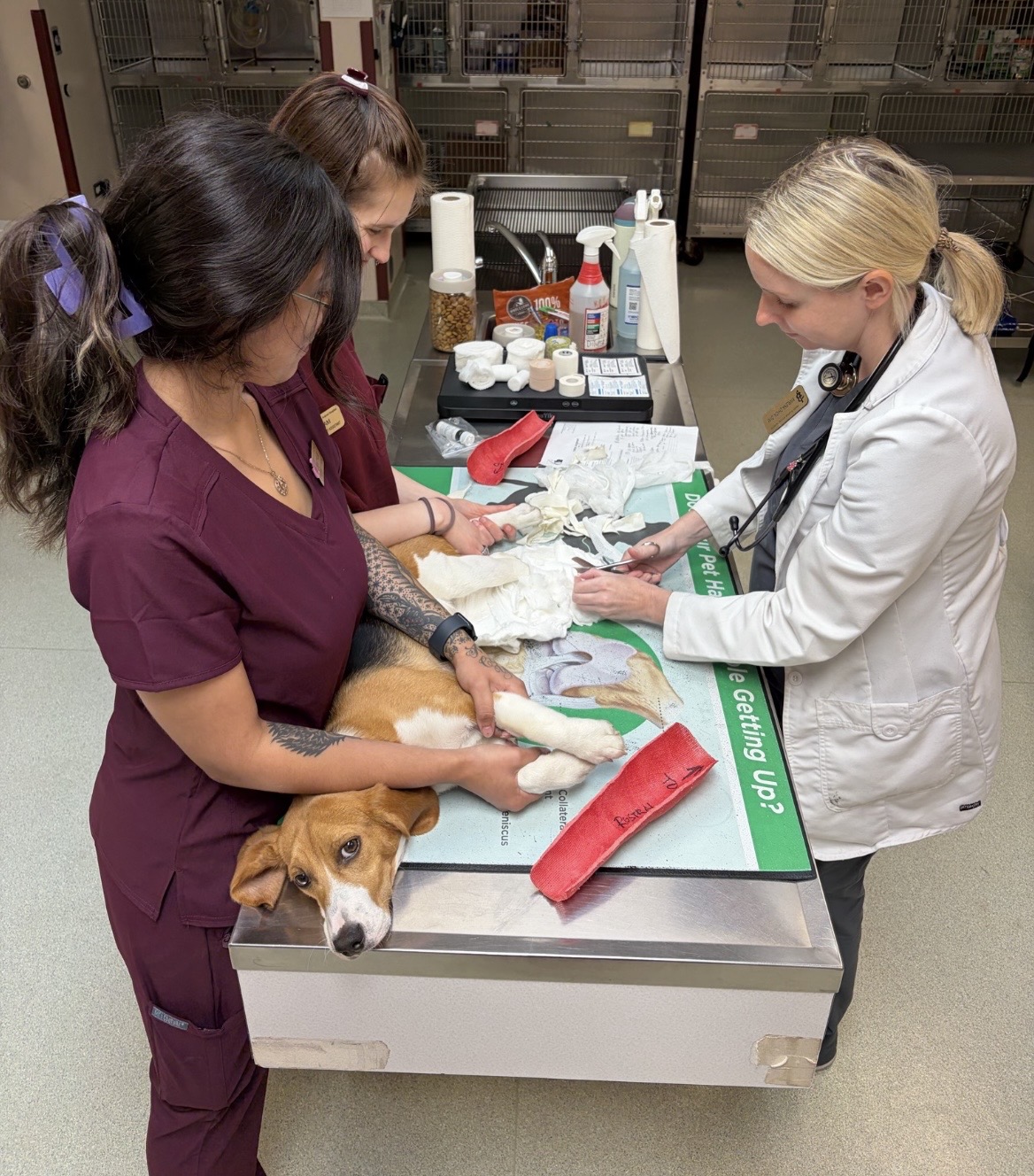 North Avenue Animal Hospital - photo gallery
