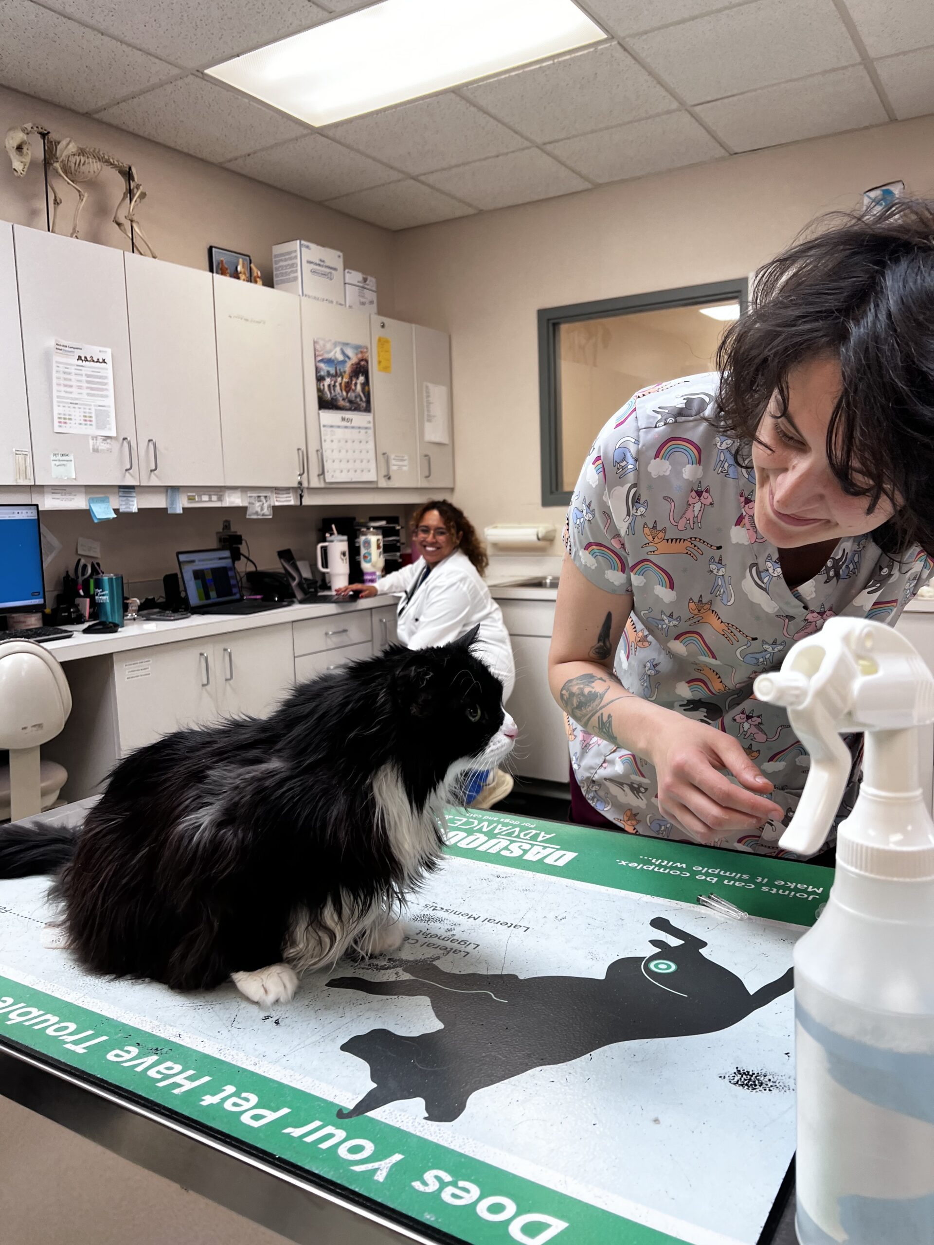 North Avenue Animal Hospital - photo gallery
