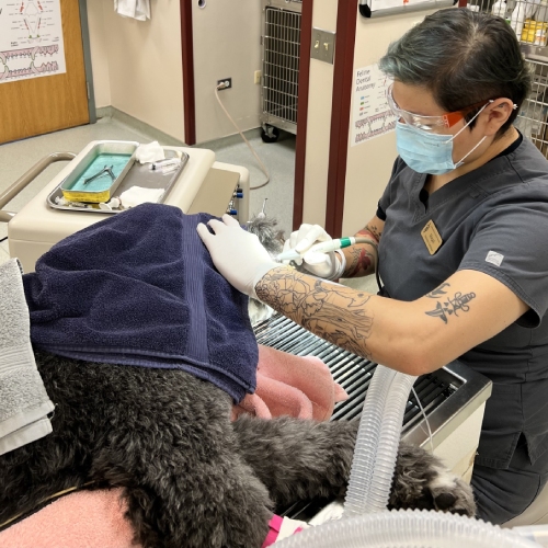 vet doing dental treatment for a pet